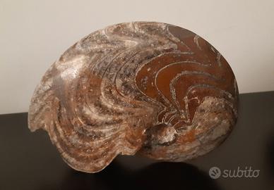 AMMONITE FOSSILE