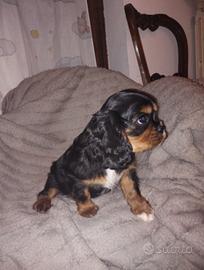 Cucciolo di cavalier king maschio