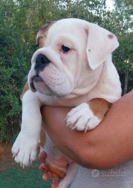 Bulldog inglese