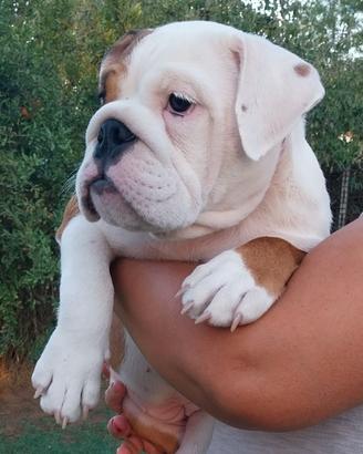 Bulldog inglese