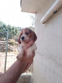 cani da caccia 