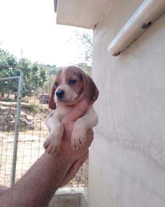 cani da caccia 