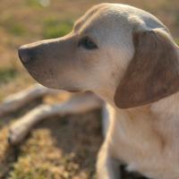 Lello cane top