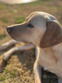 Lello cane top