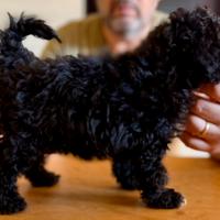Cuccioli di barboncino nano