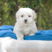 Maltese cucciolo