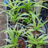 piante di falangio in vaso - bellissime rigogliose
