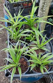 piante di falangio in vaso - bellissime rigogliose