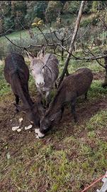 Asino maschio e femmina