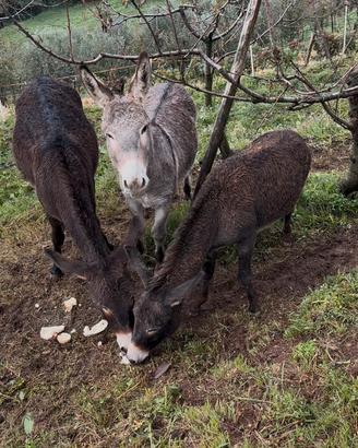 Asino maschio e femmina
