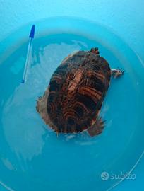 Tartaruga d'acqua