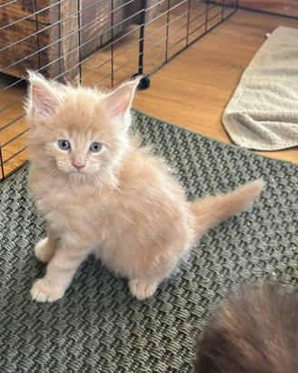 Cuccioli Maine coon pedigree prestigioso