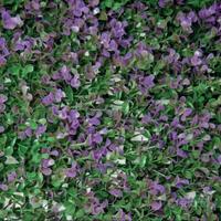 Siepe artificiale 1x1 bosso