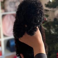 Cucciola di barboncino