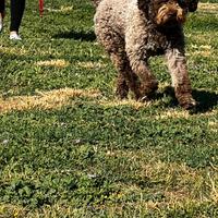 Lagotto romagnolo - monta - roma