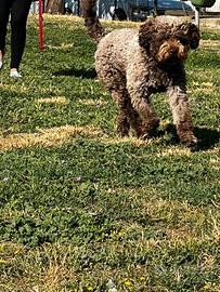 Lagotto romagnolo - monta - roma