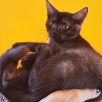 Gattina robusta mix scottish/sphynx(consegna)