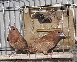 Passeri del giappone