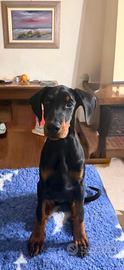 Cuccioli di dobermann