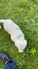 Cane da pastore Asia centrale