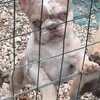 Bulldog francese isabella merle tan