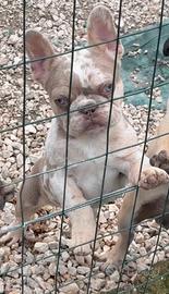Bulldog francese isabella merle tan