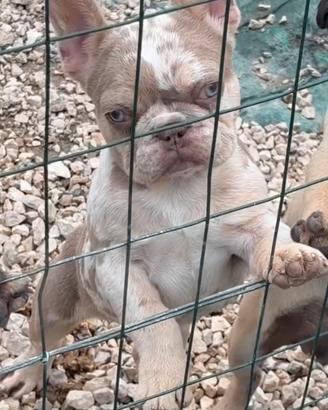 Bulldog francese isabella merle tan