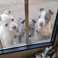 Amstaff cuccioli blu