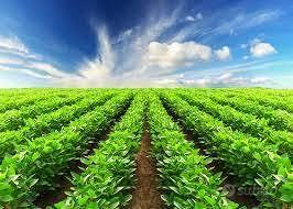 Rif.B392| terreno agricolo chioggia - Altro