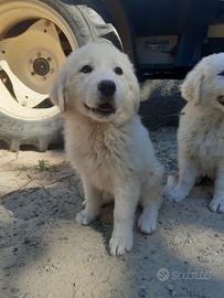 Cuccioli di Pastore Maremmano