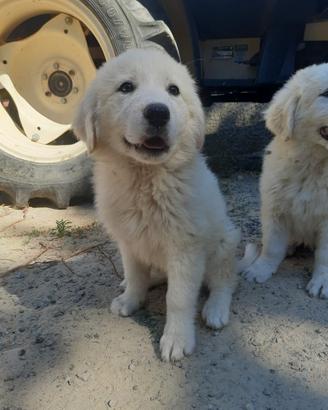Cuccioli di Pastore Maremmano