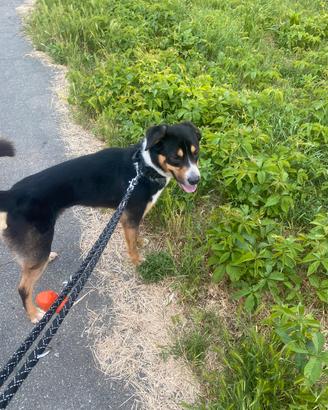 Cane da compagnia