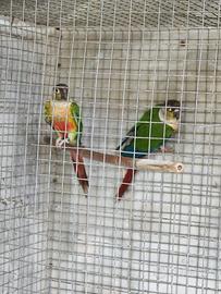 Pappagalli