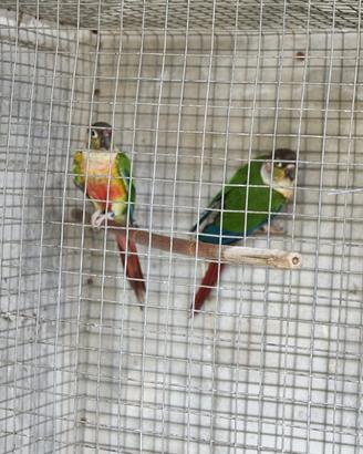 Pappagalli