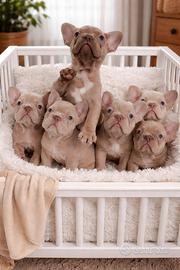 Bulldog Francese - Cuccioli Esotici