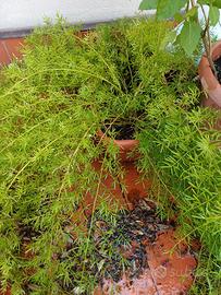 Pianta di asparagi