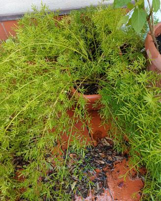 Pianta di asparagi