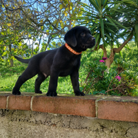 Cuccioli Labrador retriever
