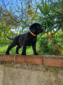 Cuccioli Labrador retriever