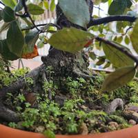 Bonsai Quercia Leccio