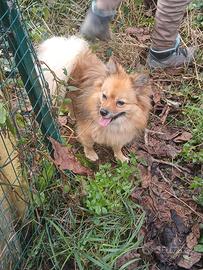 Volpino Pomerania