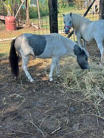 Pony