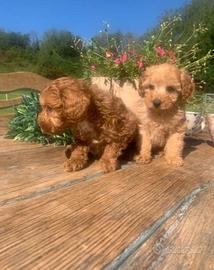 Cuccioli barboncini toy maschi femmine