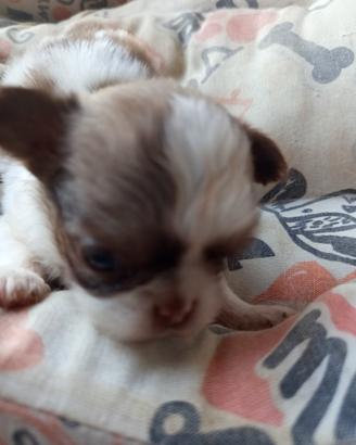 Chihuahua maschietto per settembre 2026