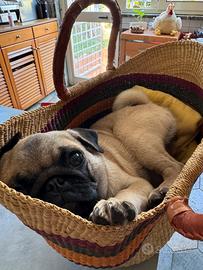Cucciole di carlino