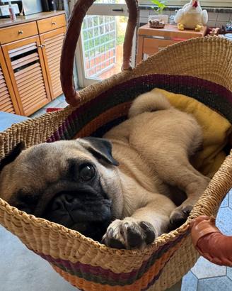 Cucciole di carlino
