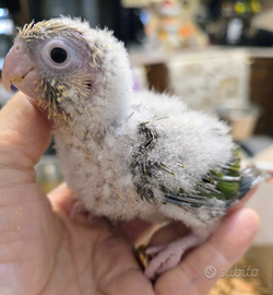 Pyrrhura Molinae allevati