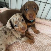 Bassotto Toy Kaninchen