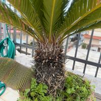 Cycas