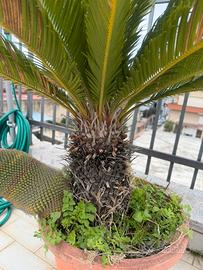 Cycas
